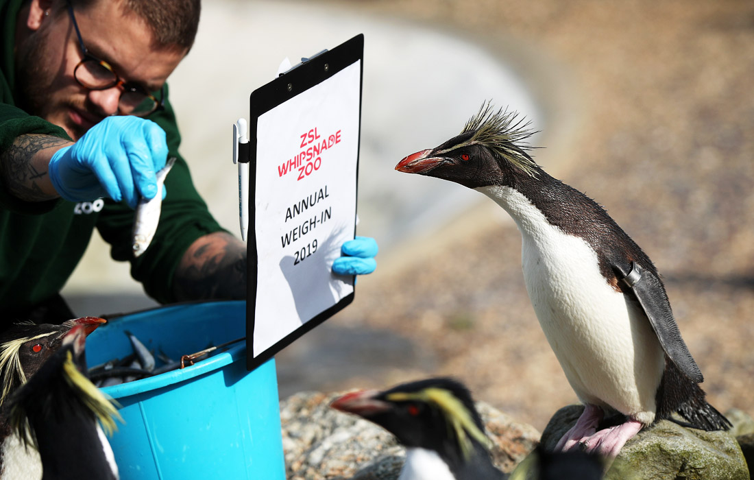 Контрольное взвешивание животных в Уипснейдском зоопарке, Великобритания