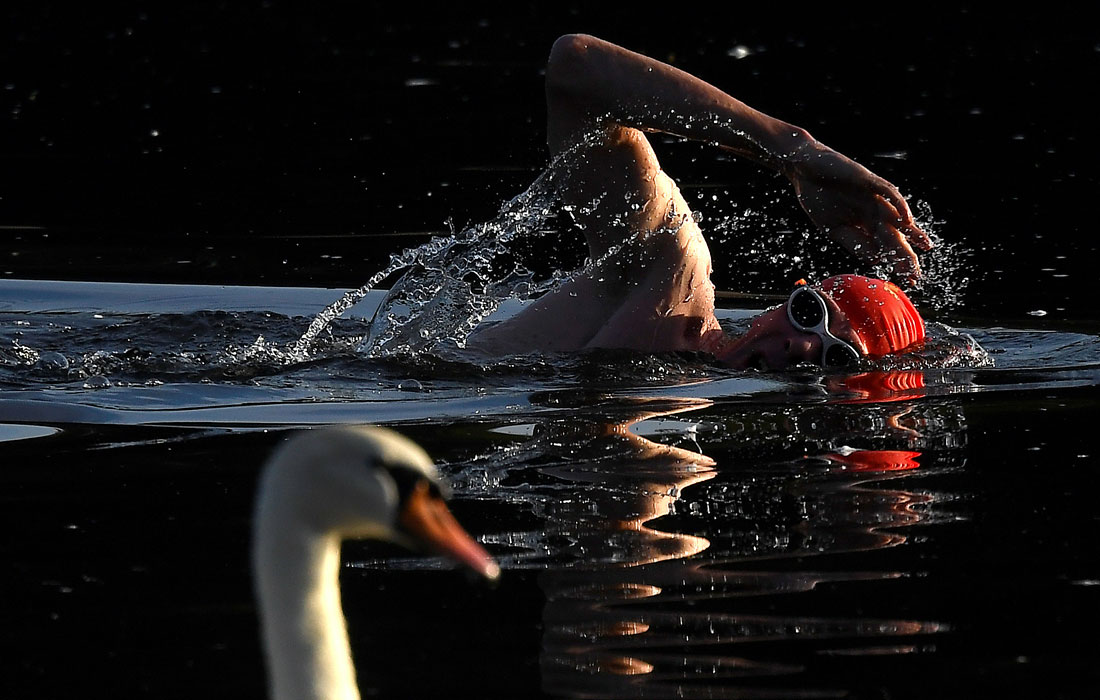 Пловец пропускает лебедя, во время тренировки на змеином озере в Лондоне