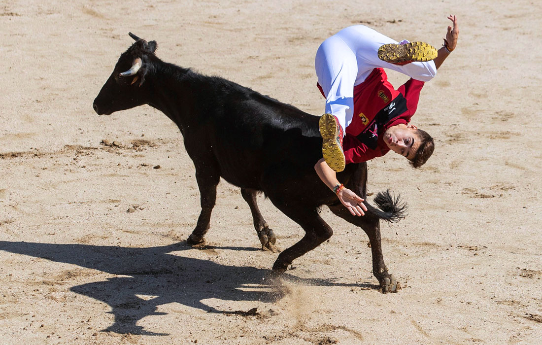 День города в Сан Себастьян де лос Рейес сопровождался традиционной испанской забавой – Энсьерро, это бег по улицам от стада молодых бычков