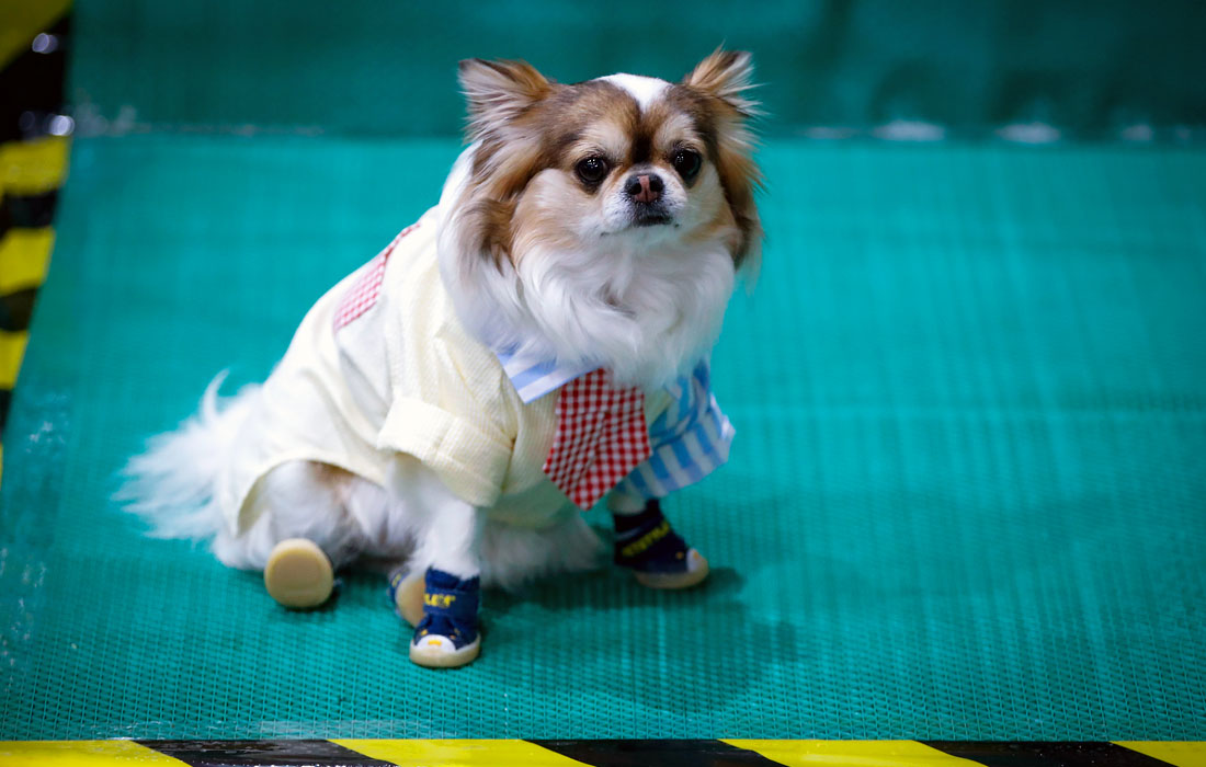 В Бангкоке начался четырехдневный чемпионат Pet Expo 2019