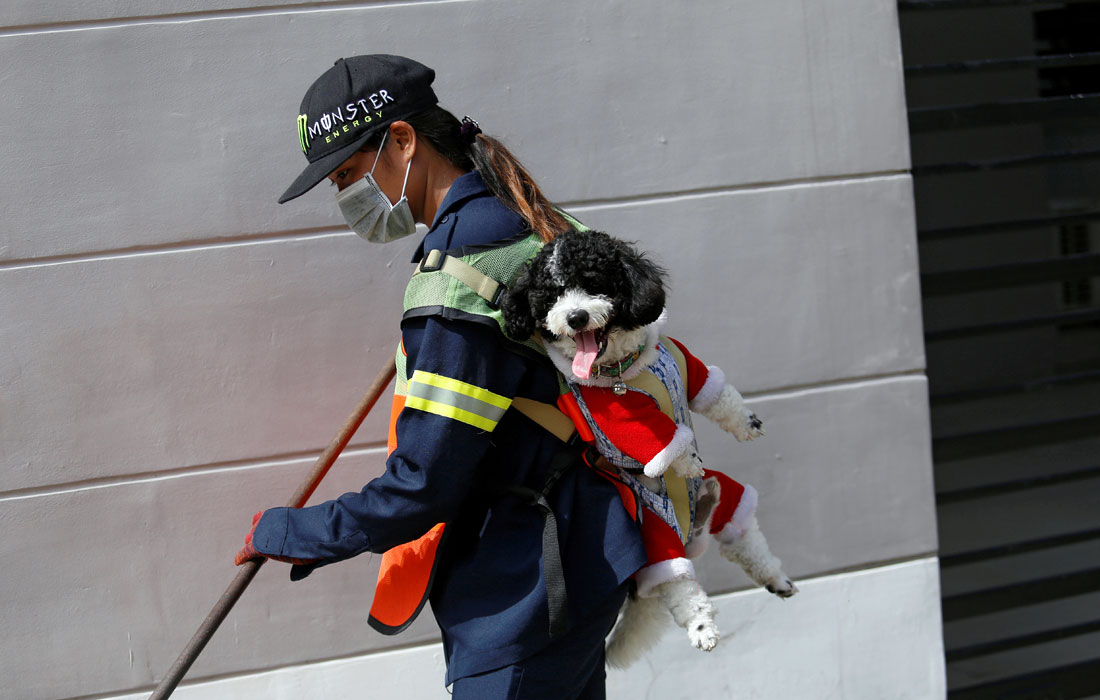 Дворник в Бангкоке работает на улице вместе с щенком - метисом пуделя и ши-тцу