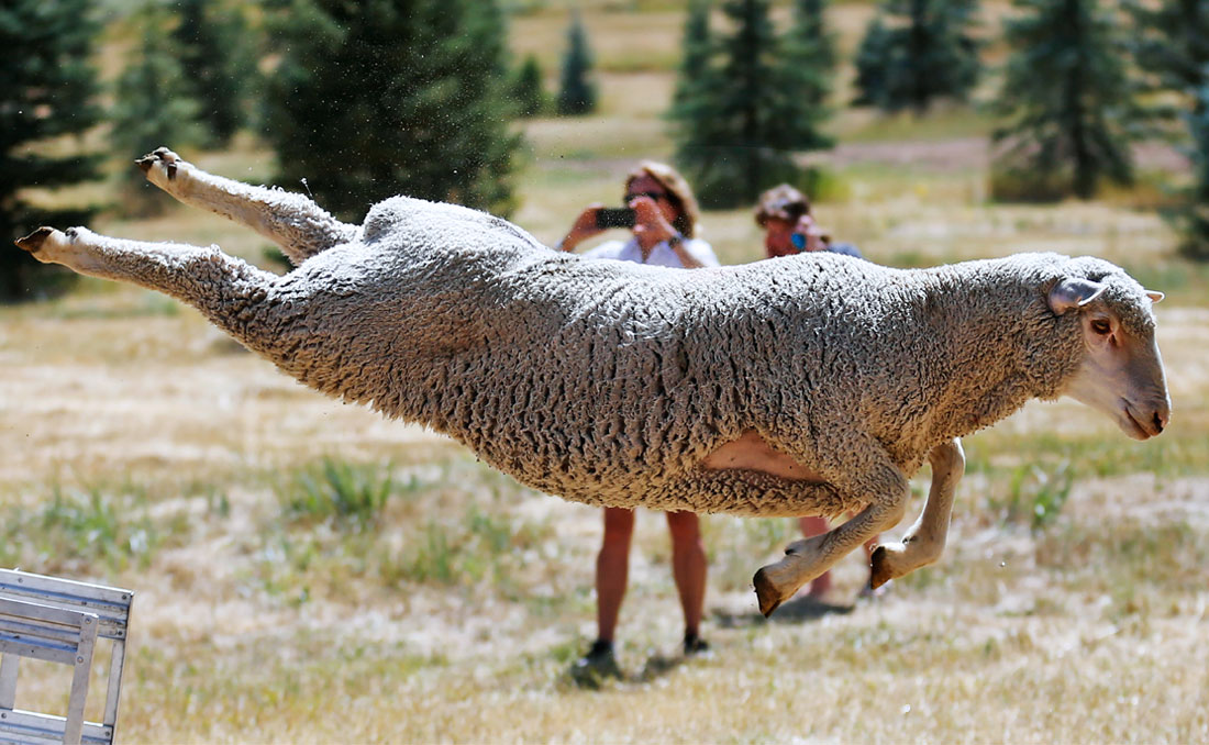 Ежегодные соревнования по загону овец в американском штате Юта