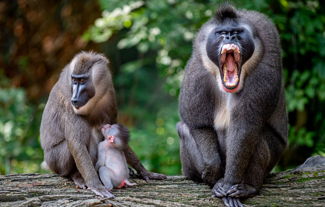 Новорожденный детеныш дрила с родителями в чешском зоопарке