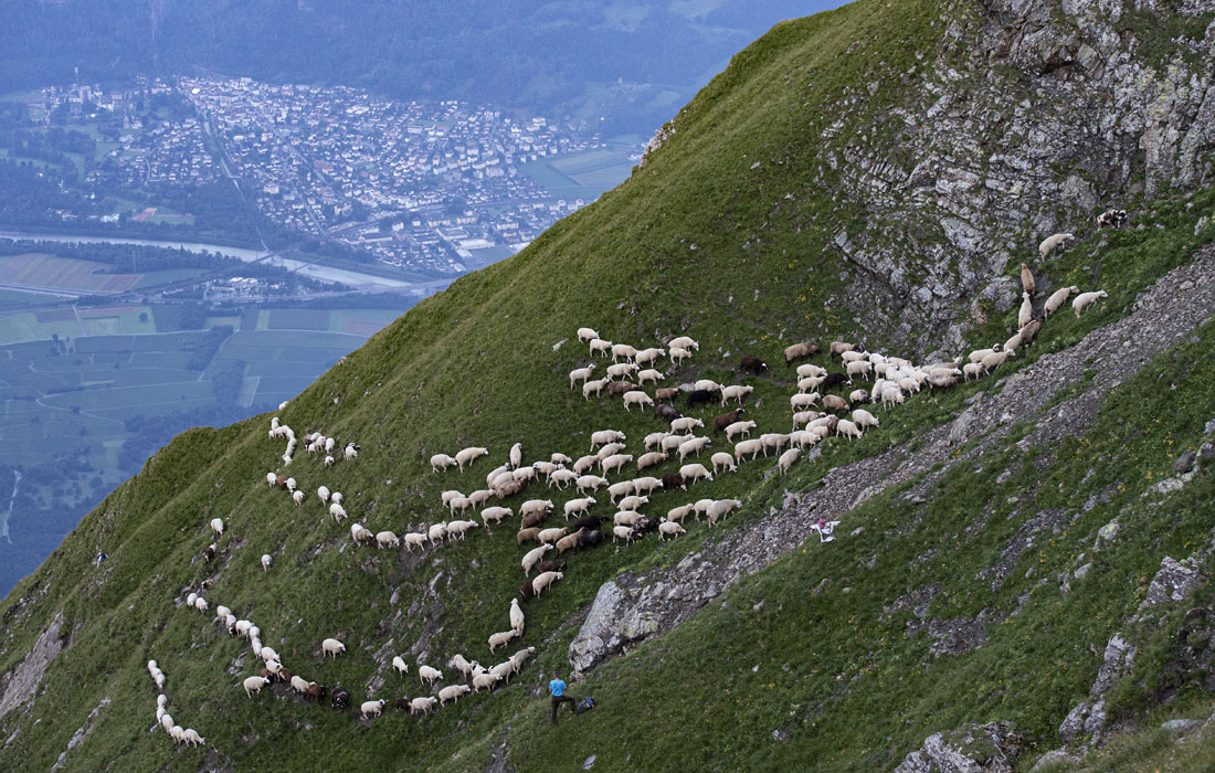 В швейцарских Альпах полторы тысячи овец перегнали на пастбище под пиком Фалькнис (2562 метра над уровнем моря). Это традиционный маршрут, по которому животных проводят каждый год.