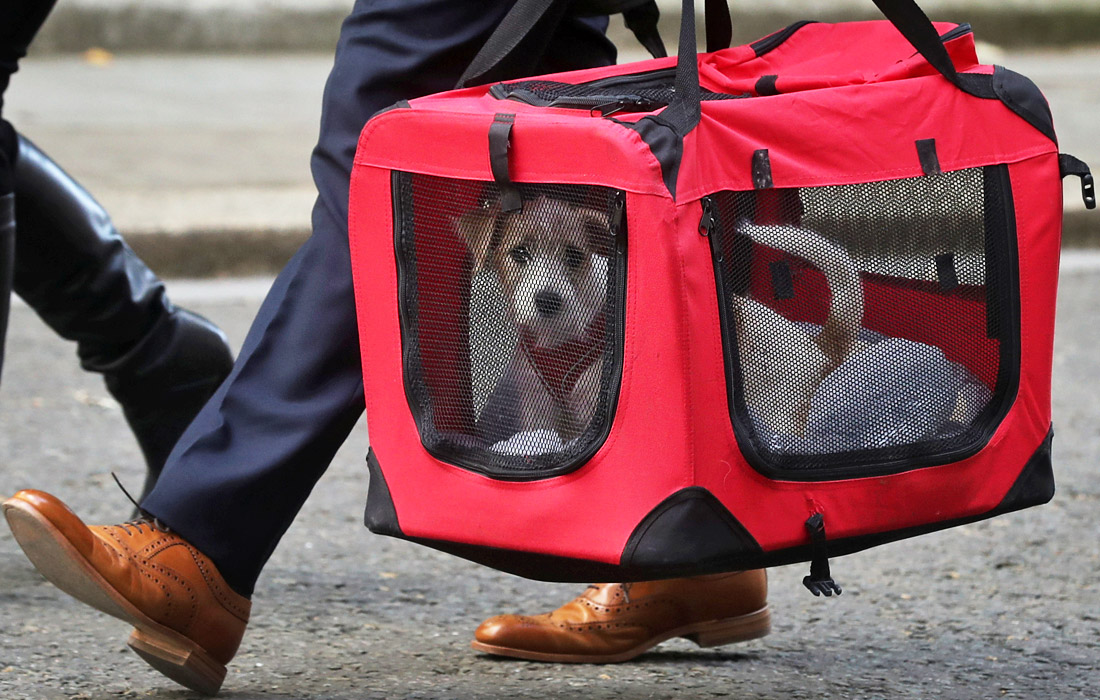 Премьер-министр Великобритании Борис Джонсон и его девушка Кэрри Симондс взяли питомца из валлийского приюта для собак. В семье премьера на Даунинг-стрит теперь будет жить щенок породы джек-рассел-терьер.