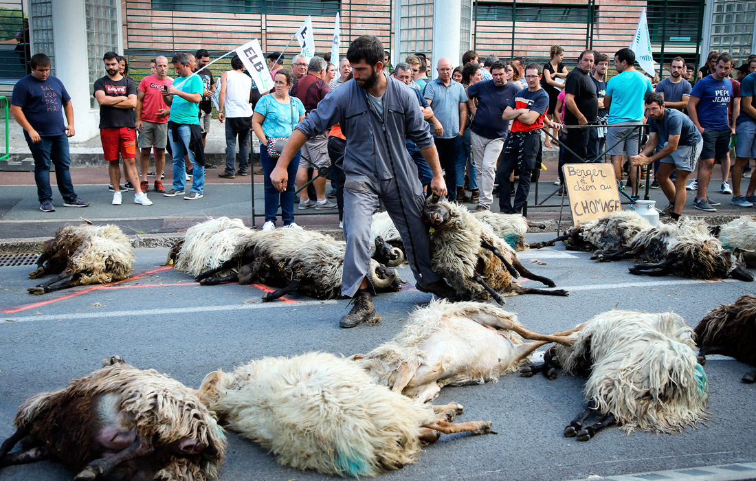 Французские фермеры провели акцию протеста в Байонне против бездействия властей в связи с участившимися нападениями медведей на овец на Пиренеях