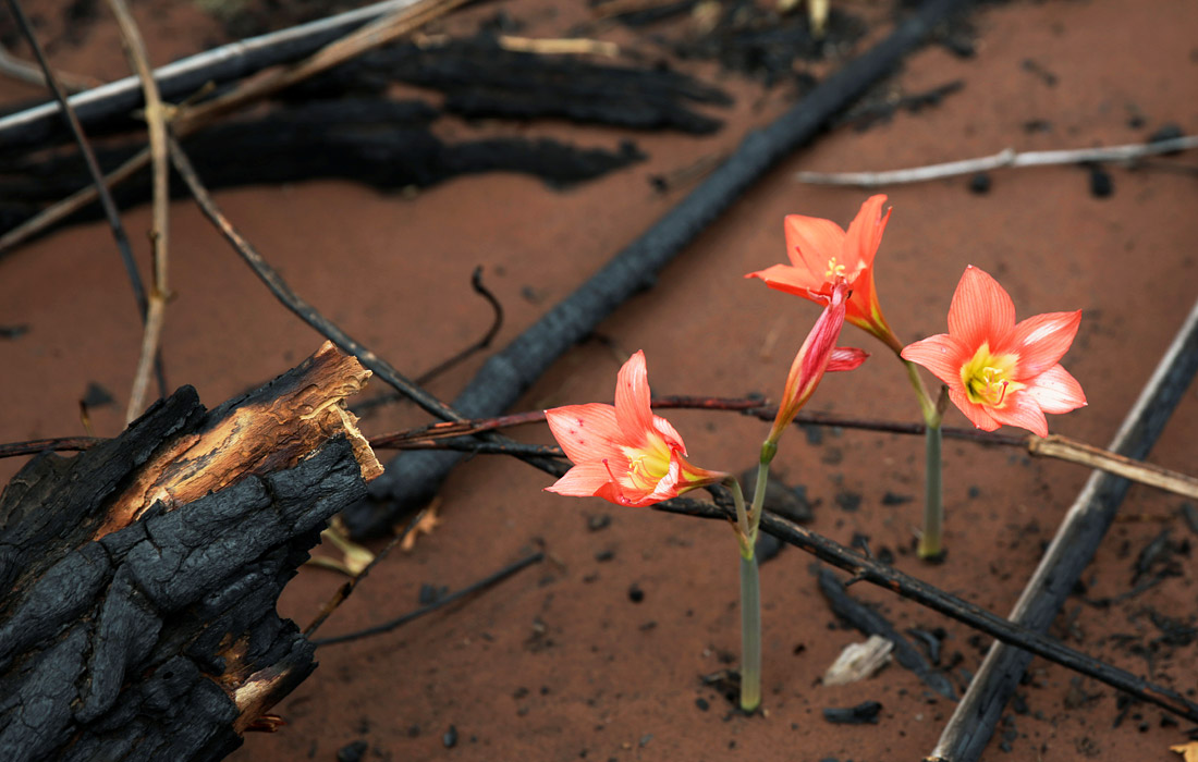 Цветы расцветают после лесных пожаров в поселке Чочис, Боливия. Огонь уничтожил более 800 тыс. гектаров леса в стране.