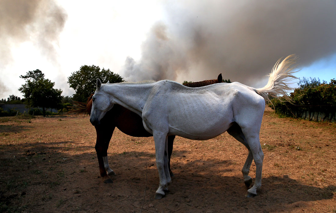 Лошади пасутся недалеко от лесного пожара в Албергария-а-Велья, Португалия