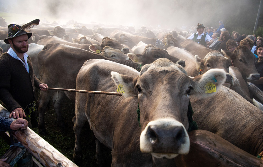 Баварские фермеры отметили традиционный праздник Альмабтриб - перегон коров с летних высокогорных альпийских пастбищ и возвращение их в зимние стойла