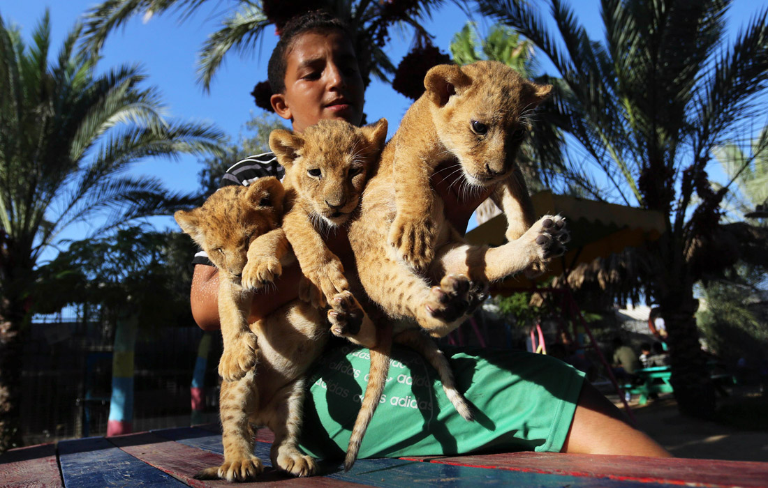 Новорожденные львята в зоопарке Рафаха на юге сектора Газа
