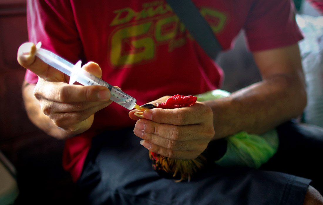 Перед состязанием нередко птицам вводят витамины или средства, снижающие болевой порог