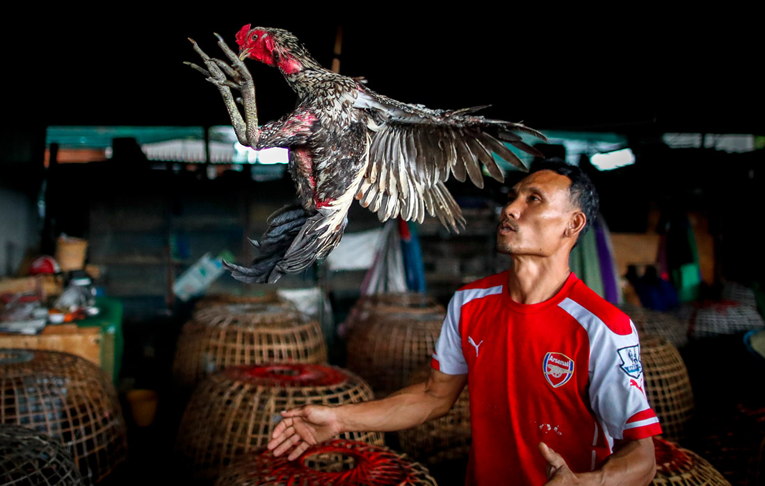 Самый высокая зарегистрированная цена, заплаченная за петуха, превысила 5 миллионов бат (148 тысяч евро)