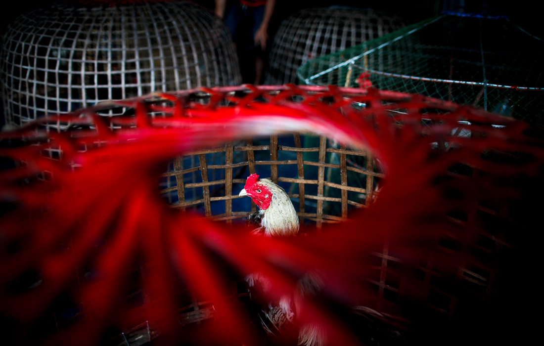 Иметь хорошего петуха довольно прибыльно. Поэтому и заботятся о них соответствующе. Боевого петуха кормят только лучшим зерном, часто по специальной диете. Кроме того, его ежедневно тренируют, в бою важны сильные выносливые ноги и крепкие мышцы шеи.