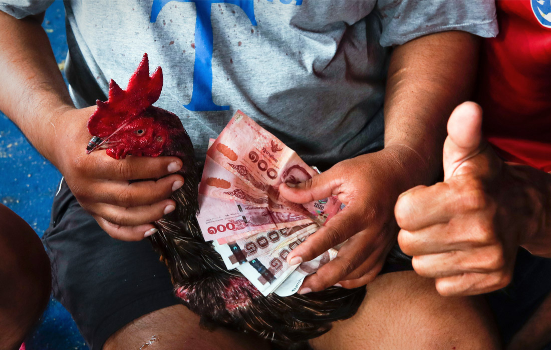 Бои могут как разорить, так и озолотить хозяина бойцового петуха