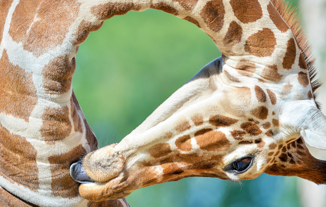 Жираф исследовательского проекта Wild Place в английском графстве Глостершир