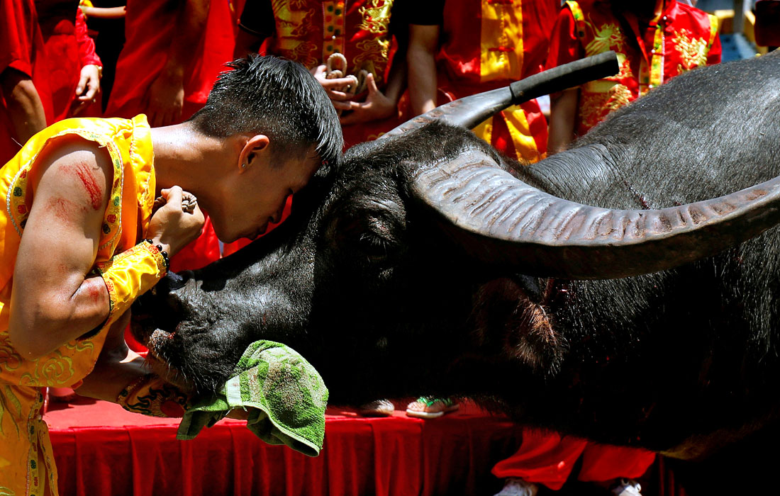 Фермер со своим буйволом после победы на ежегодном фестивале Do Son во Вьетнаме