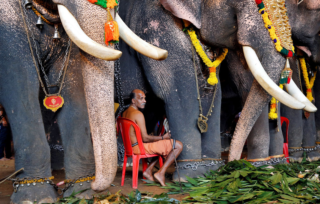 Слоны, участвующие в торжествах по случаю дня урожая Онам в Индии
