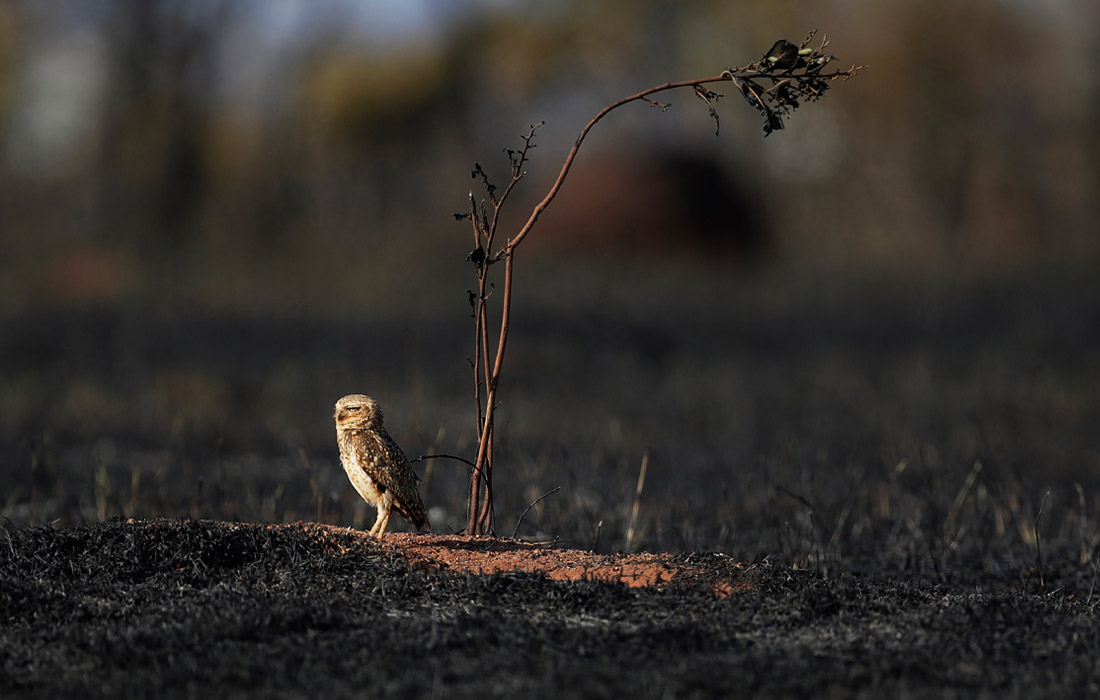 Сова среди выжженной саванны, Бразилия