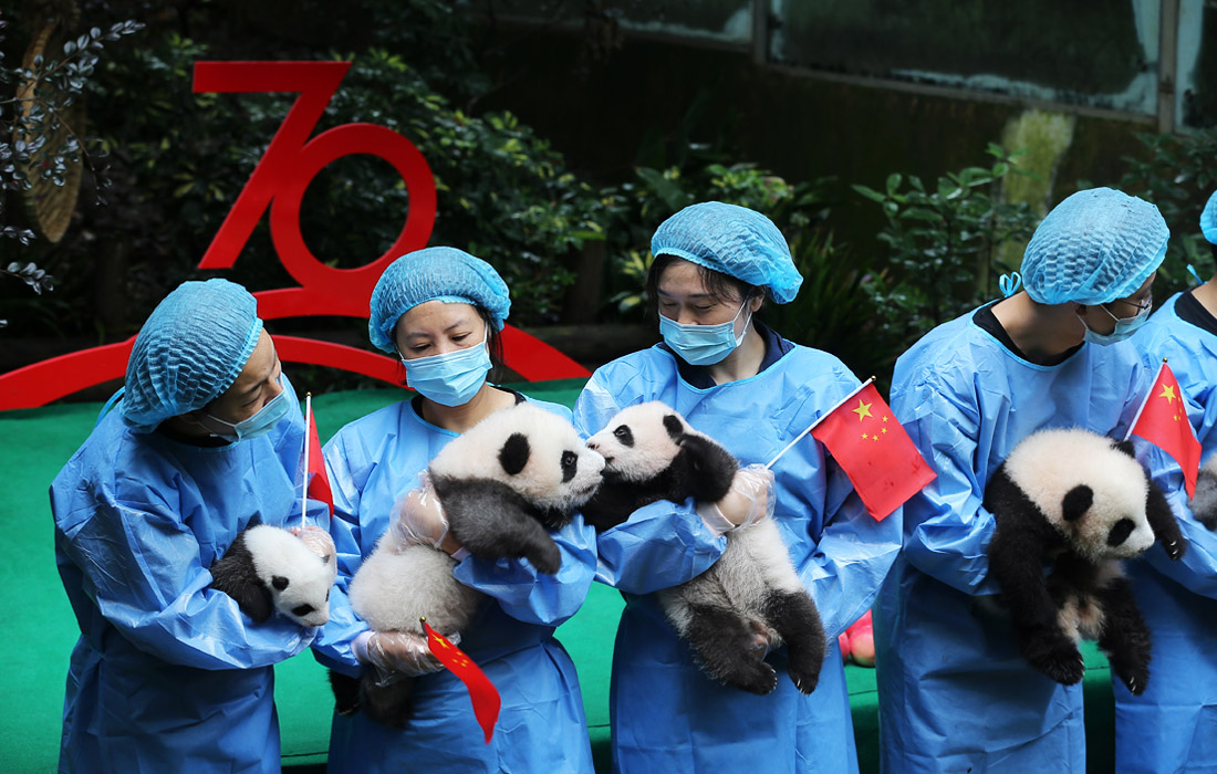 Детенышей гигантской панды, родившихся в год 70-летия образования КНР, представили в центре разведения панд в Чэнду