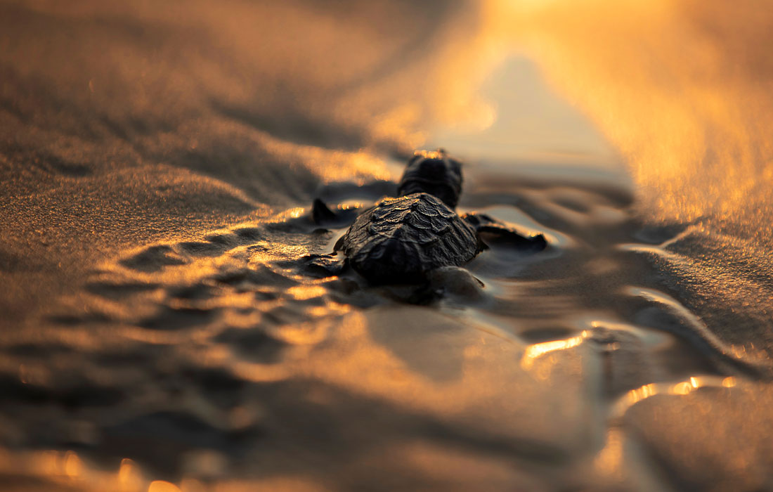 Недавно вылупившаяся морская черепаха впервые попала в Средиземное море в рамках программы сохранения израильского центра спасения морских черепах в Тель-Авиве