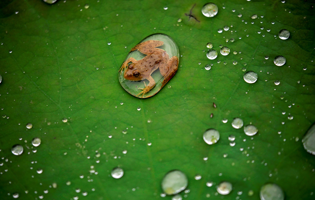 Лягушка на листе лотоса после дождя в пруду в Лалитпуре, Непал