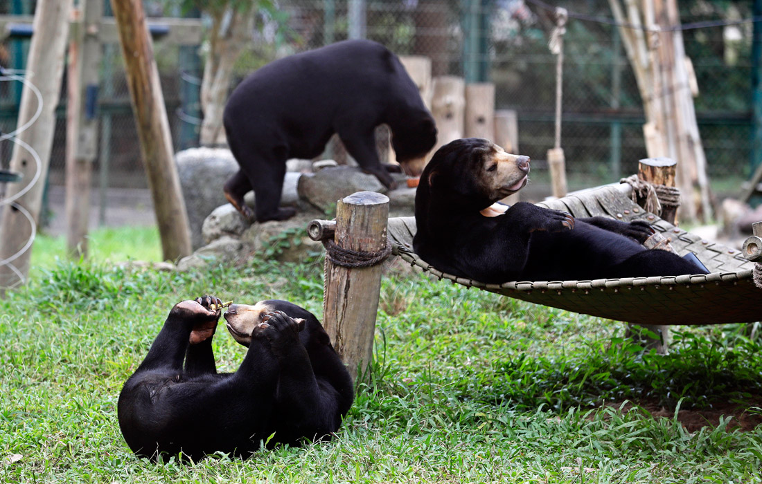В центре по спасению медведей в национальном парке Там Дао, Вьетнам