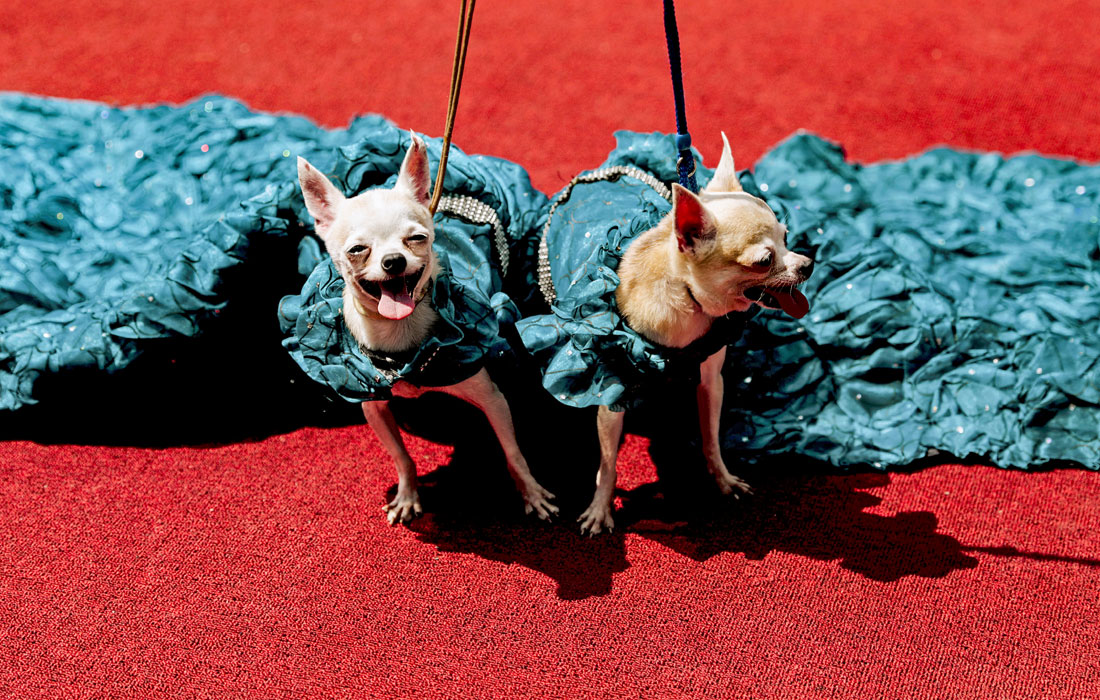 Костюмированный парад домашних питомцев и их владельцев прошел в филиппинском Кесон-Сити во Всемирный день защиты животных