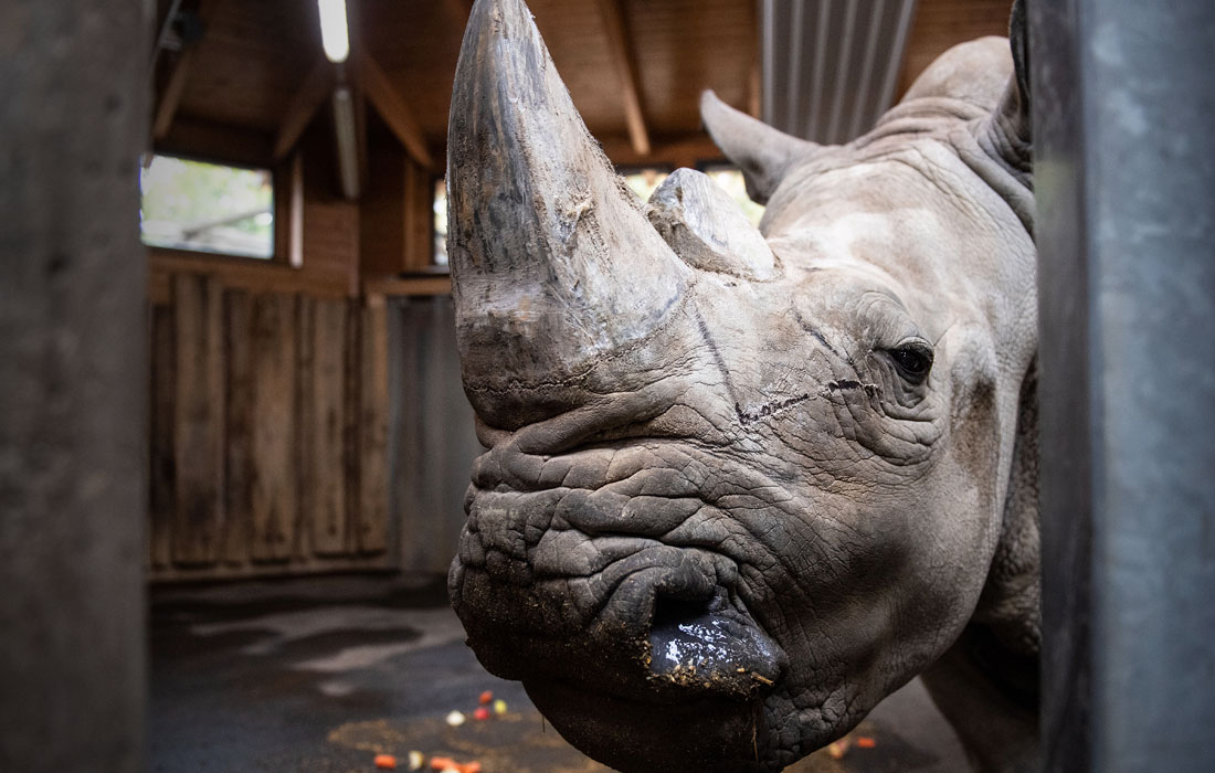 В возрасте 50 лет умер самый старый белый носорог в Германии