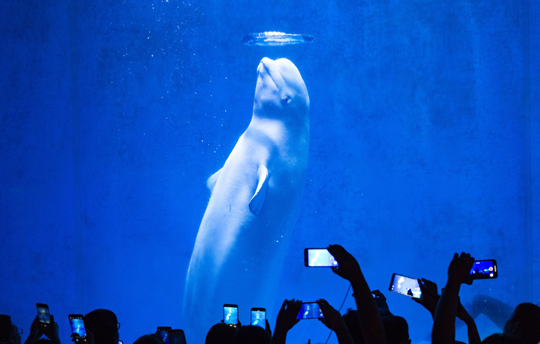 Белуха по кличке Мила в океанариуме в Харбине на северо-востоке Китая