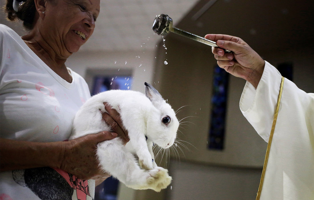 Домашний кролик получает благословение от священника в день святого Франциска Ассизского, который считается покровителем всех зверей. Муниципалитет Эскобедо, Мексика.