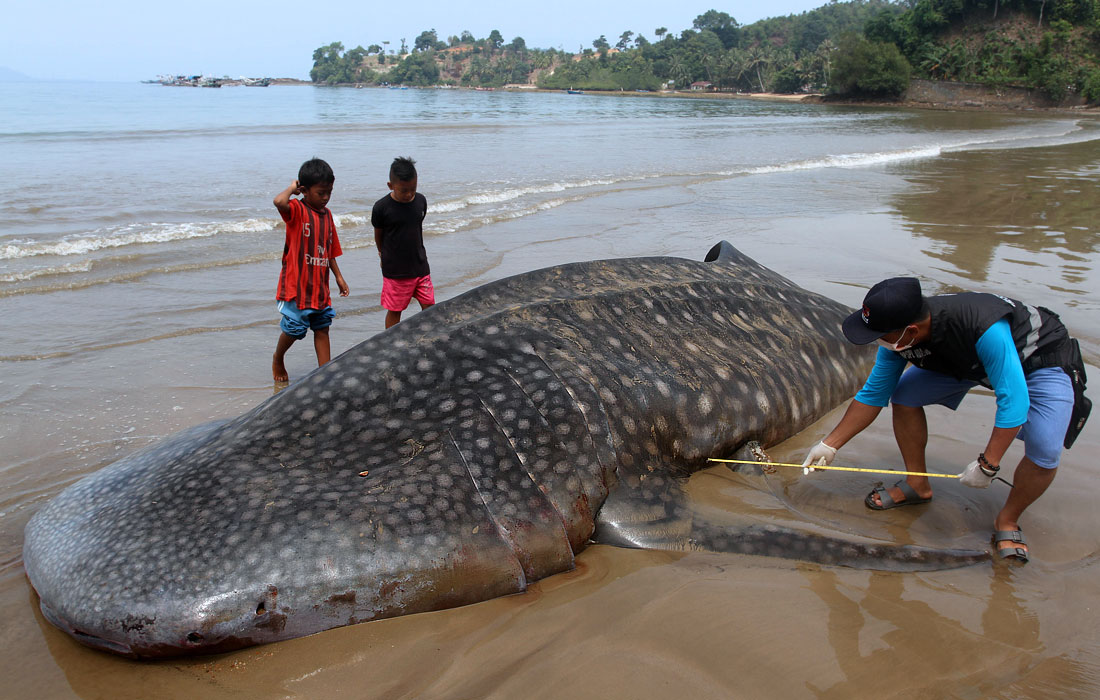 Метровую китовую акулу вымыло на берег пляжа Телук Бетунг в Западной Суматре, Индонезия