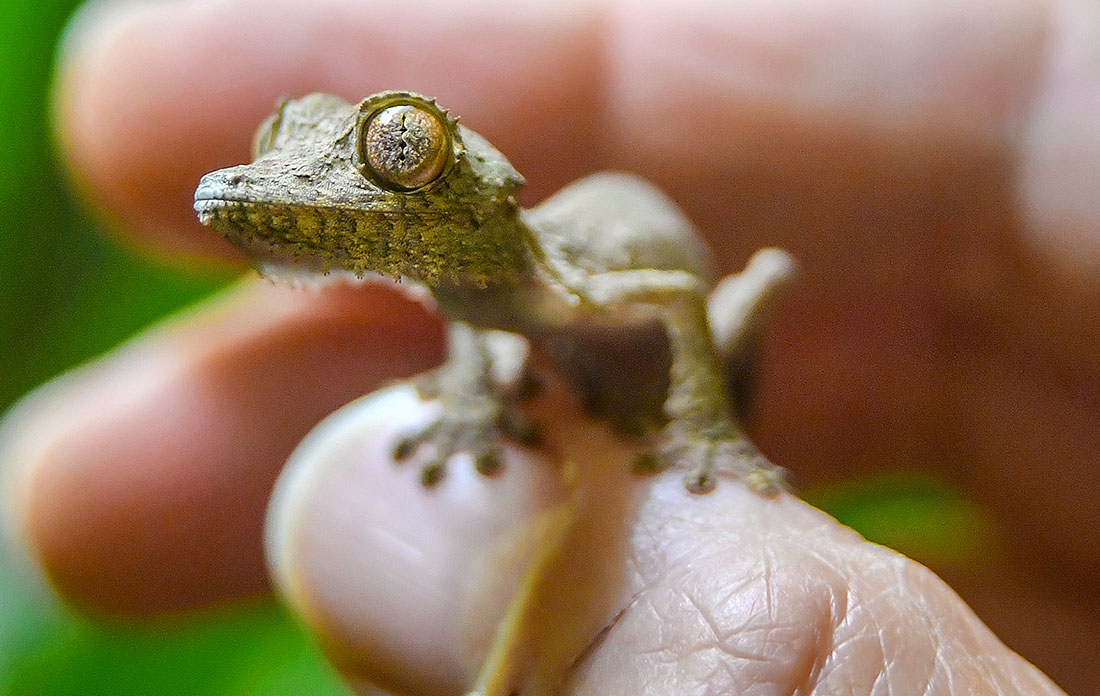 Плоскохвостый геккон Хенкеля родился в зоопарке британского Бристоля