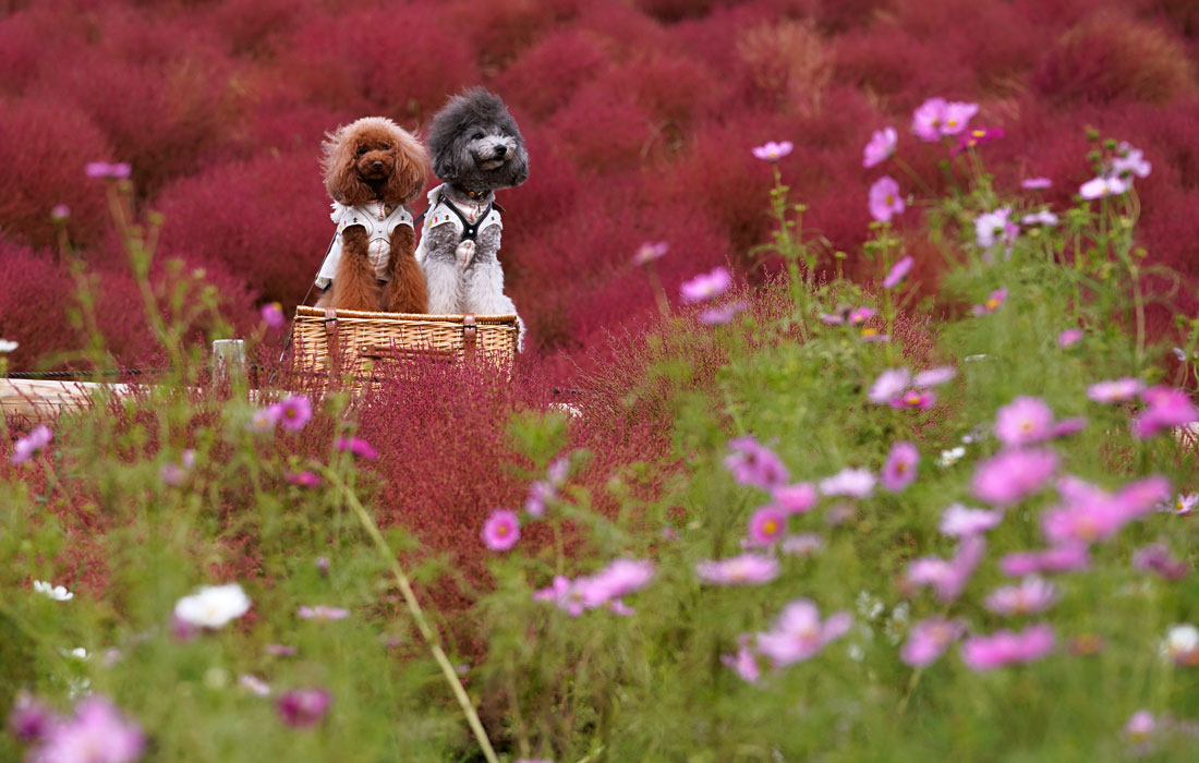 Цветение кохии в парке Hitachi Seaside в японском городе Хитатинака