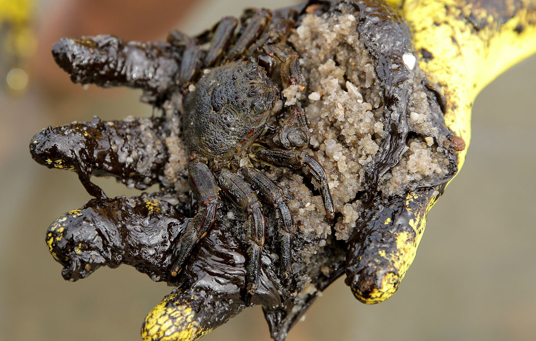 Краб, спасенный во время ликвидации разливов нефти на северо-восточном побережье Бразилии