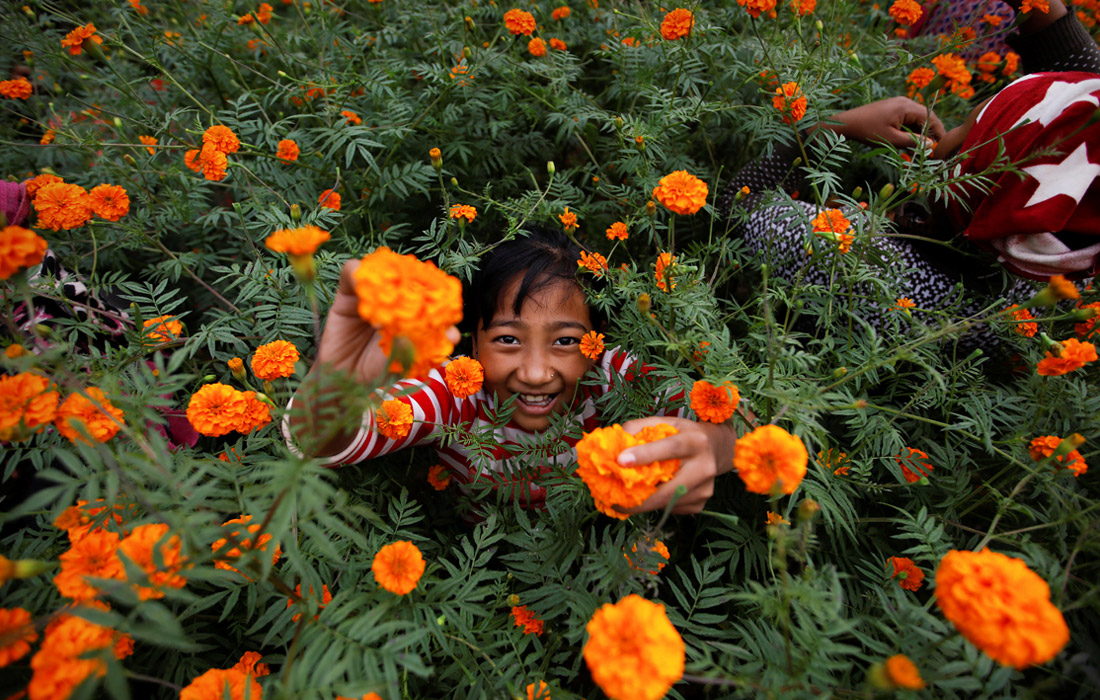 Жители Непала готовятся к празднованию фестиваля огней Дивали, собирая цветы для продажи на рынке