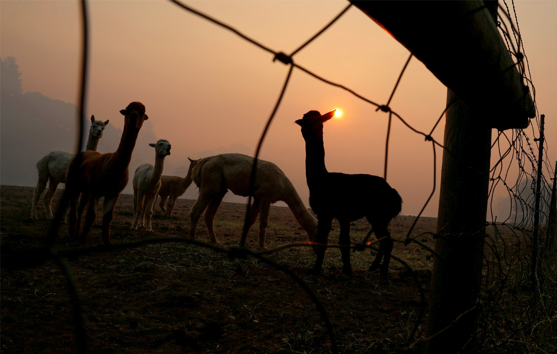 Под действием сильного ветра в Калифорнии продолжает распространяться природный пожар. В 43 из 58 округов штата объявлен красный уровень опасности.