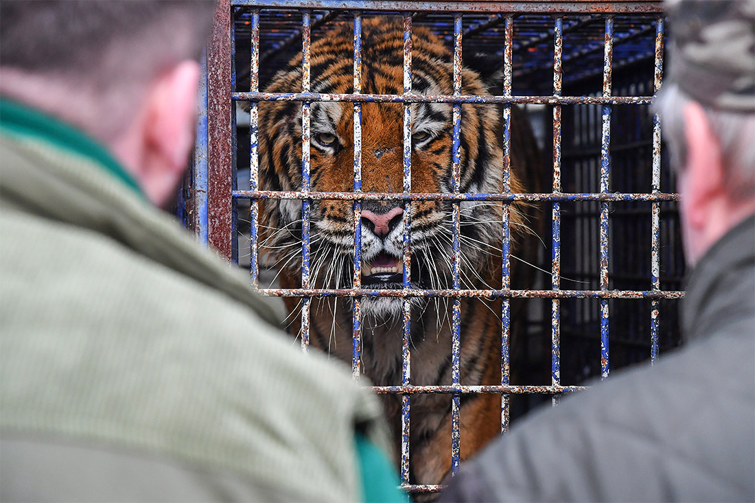 На польско-белорусской границе задержан грузовик с тиграми, следовавший из Италии в Россию