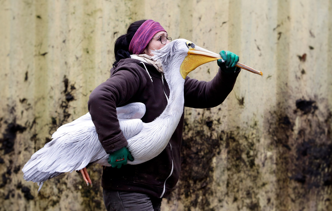 Работники зоопарка чешского Либереца отлавливают пеликанов, чтобы переместить их в зимний павильон