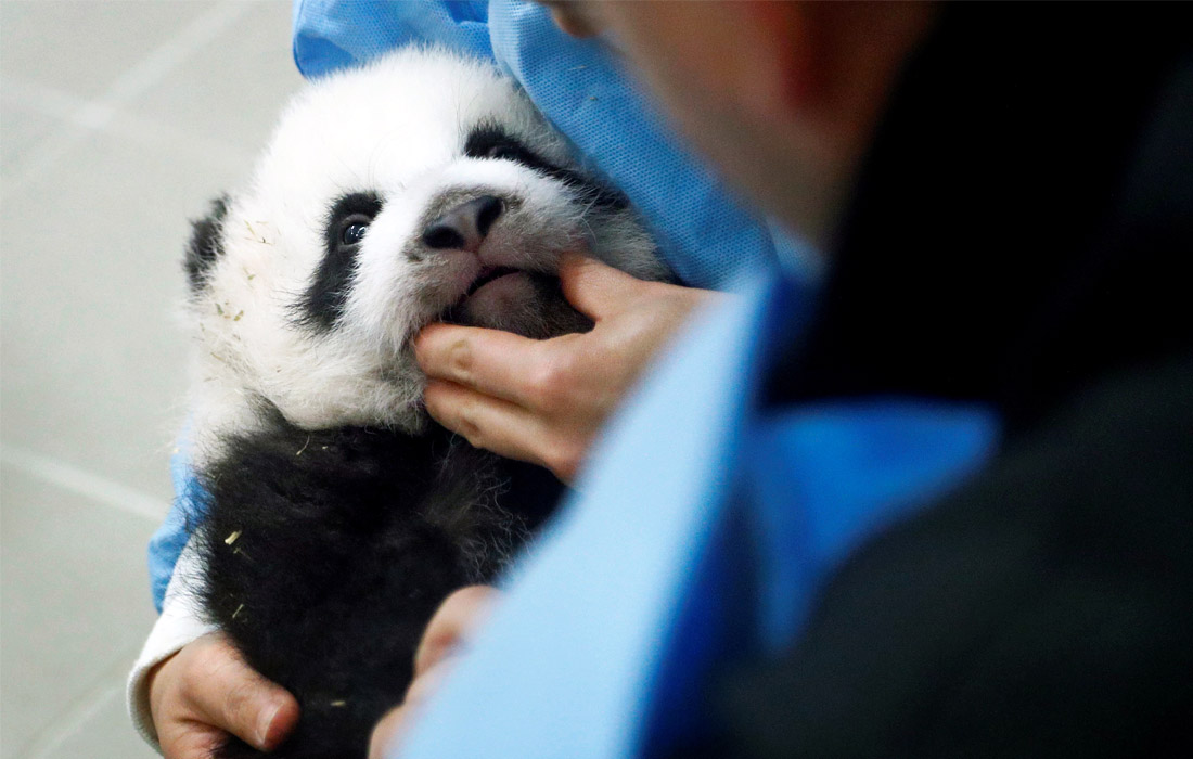 Трехмесячный детеныш панды в зоопарке Пайри Дайза в Бельгии