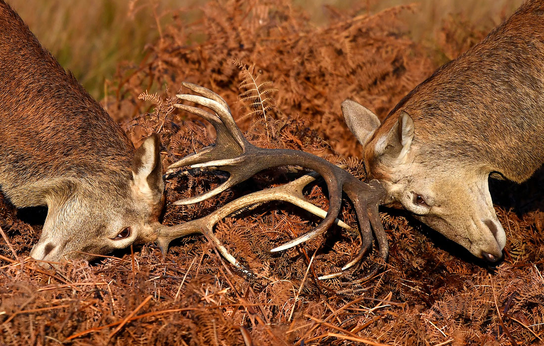 У оленей из лондонского Ричмонд парка начался сезон спаривания. Два самца сцепились рогами в борьбе за самку.