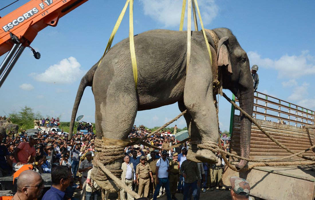В Индии сотрудниками лесного хозяйства был пойман дикий слон, получивший кличку Бен Ладен за убийство пяти жителей штата Ассам. За последние пять лет в стране больше двух тысяч человек погибли при нападении слонов.