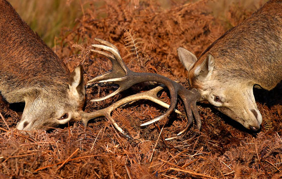 Фотохроника 12 ноября