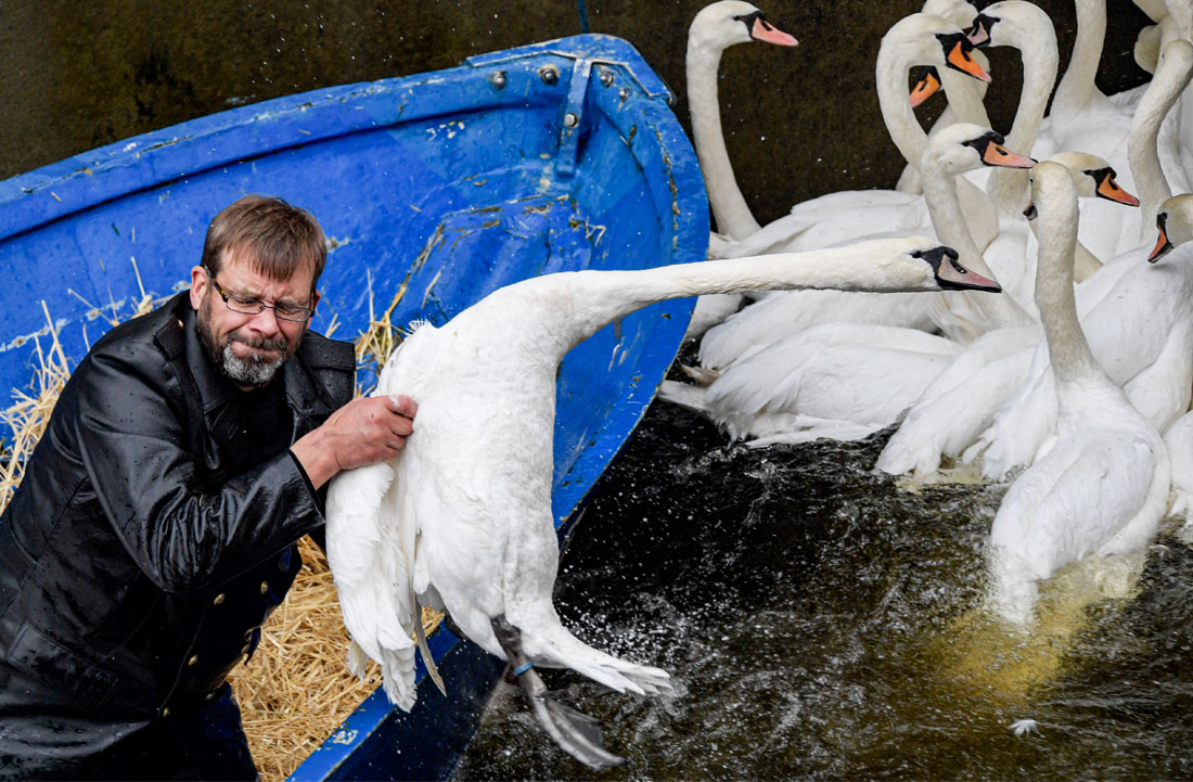 В Гамбурге лебедей с озера Альстер перевезли для зимовки на небольшой Мельничный пруд. Альстерских лебедей взяли под особую защиту в 1164 году и с тех пор они стали одной из главных достопримечательностей города.