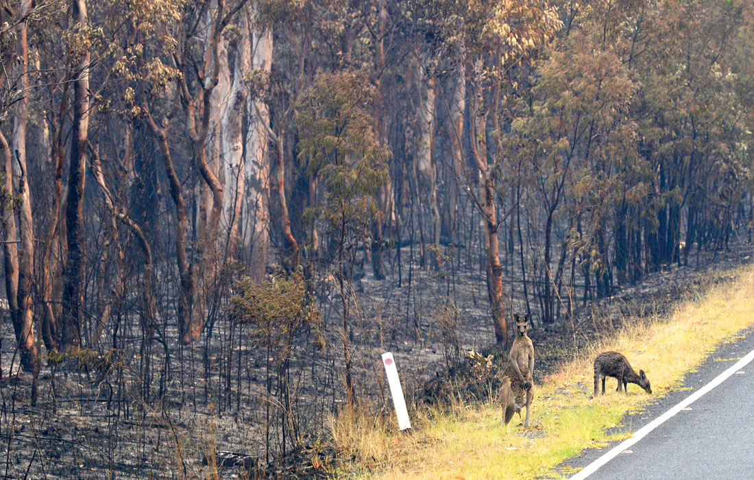 В австралийском Национальном парке города Воллеми разгорелся новый масштабный пожар. На тушение огня по всей стране мобилизованы порядка 2 тысяч пожарных и сотни единиц спецтехники, включая пожарные самолеты, прибывшие из США и Новой Зеландии.