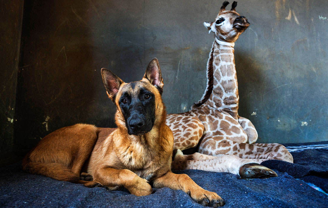 Бельгийская овчарка Хантер позаботилась о девятидневном жирафе Джазе после того, как мать бросила его после рождения в приюте для носорогов в Лимпопо