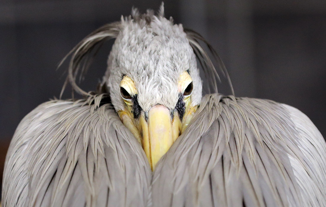 Пеликан в зоопарке Тирпарк в Берлине