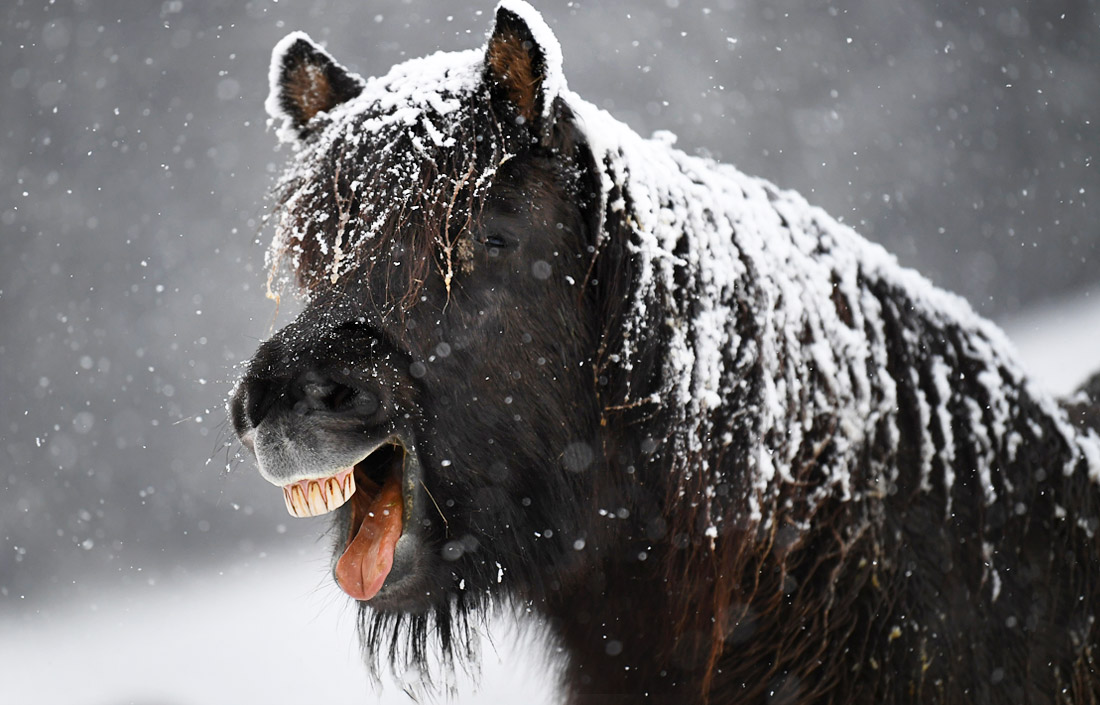 Первый снег в немецкой коммуне Фельдберг