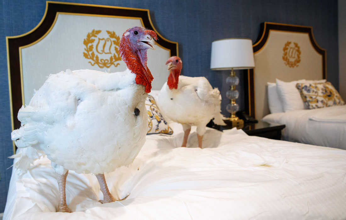 В Вашингтоне показали индеек, которых традиционно должен помиловать президент США на День благодарения