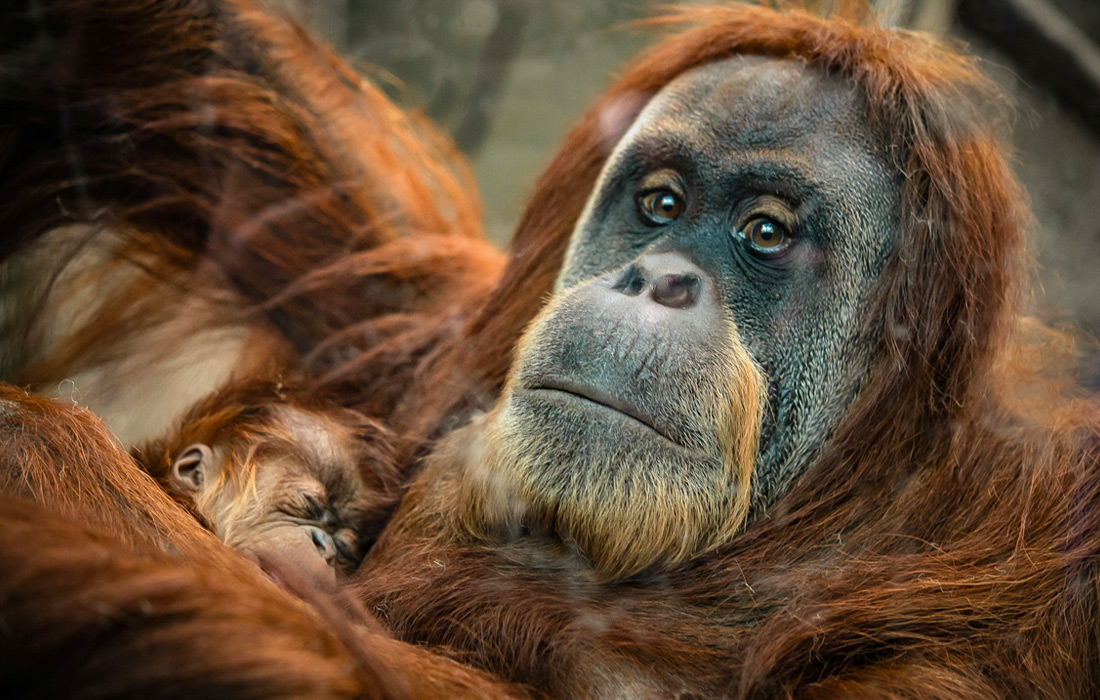 Новорожденный орангутан со своей матерью в зоопарке в Честере, Великобритания. Суматранские орангутаны находятся под угрозой исчезновения в дикой природе из-за продолжающегося уничтожения мест их обитания.