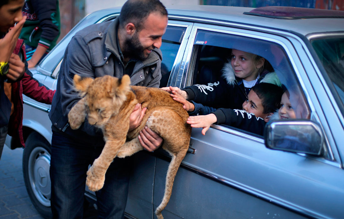 Работники зоопарка Рафах показали своих подопечных детям из лагеря беженцев на юге сектора Газа